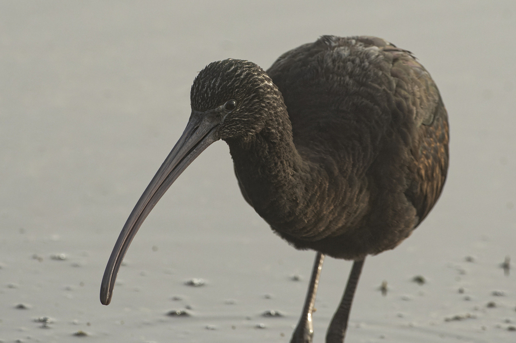 Glossy Ibis